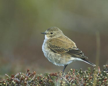 Austral Negrito (Lessonia rufa) photo