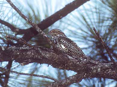 Antillean Nighthawk (Chordeiles gundlachii) photo image