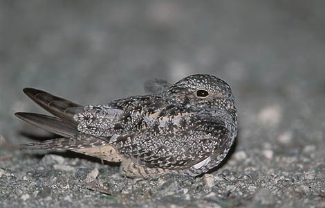 Antillean Nighthawk (Chordeiles gundlachii) photo image
