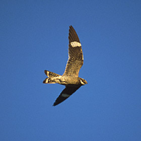 Common Nighthawk (Chordeiles minor) photo image
