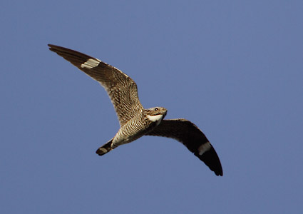 Common Nighthawk (Chordeiles minor) photo image