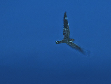 Lesser Nighthawk (Chordeiles acutipennis) photo image