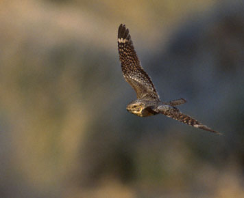 Lesser Nighthawk (Chordeiles acutipennis) photo image