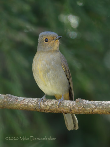 Vivid Niltava (Niltava vivida) photo