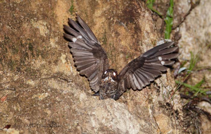 Blackish Nightjar (Caprimulgus nigrescens) photo image