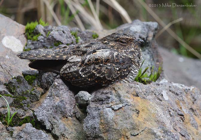 Blackish Nightjar (Caprimulgus nigrescens) photo image
