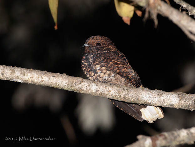 Dusky Nightjar (Antrostomus saturatus) photo image