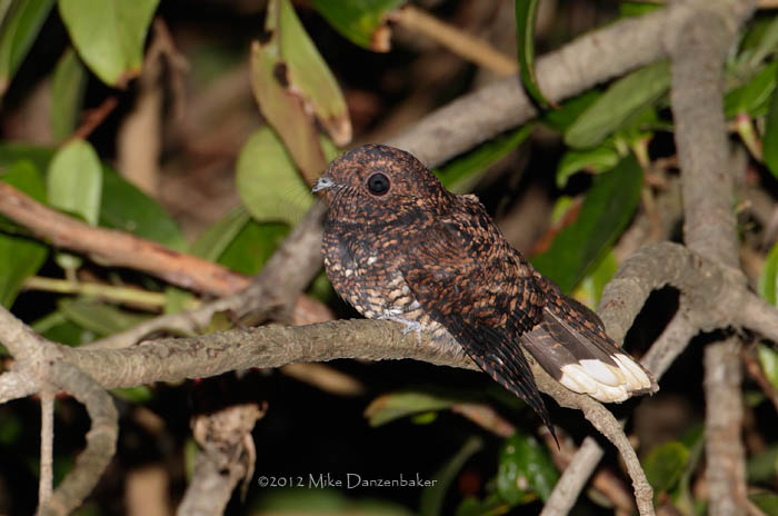 Dusky Nightjar (Antrostomus saturatus) photo image