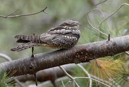 European Nightjar (Caprimulgus europaeus) photo image