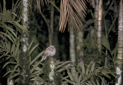 Ladder-tailed Nightjar (Hydropsalis climacocerca) photo image