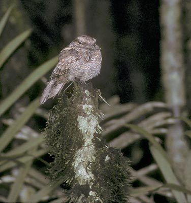 Ladder-tailed Nightjar (Hydropsalis climacocerca) photo image