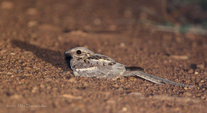 Long-tailed Nightjar (Caprimulgus climacurus) photo image