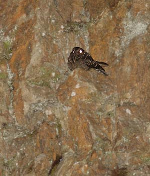 Lyre-tailed Nightjar (Uropsalis lyra) photo image