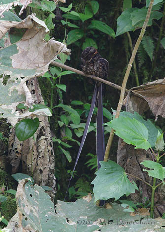 Lyre-tailed Nightjar (Uropsalis lyra) photo image