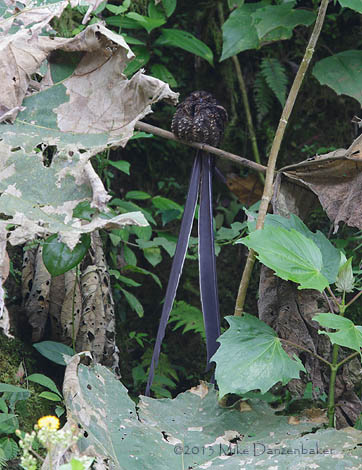 Lyre-tailed Nightjar (Uropsalis lyra) photo image