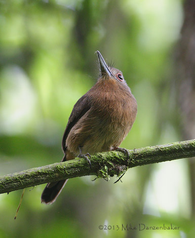 Brown Nunlet (Nonnula brunnea) photo image