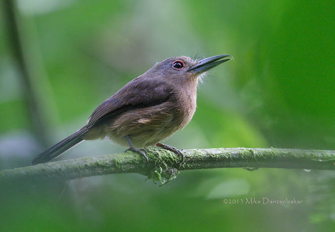 Brown Nunlet (Nonnula brunnea) photo image