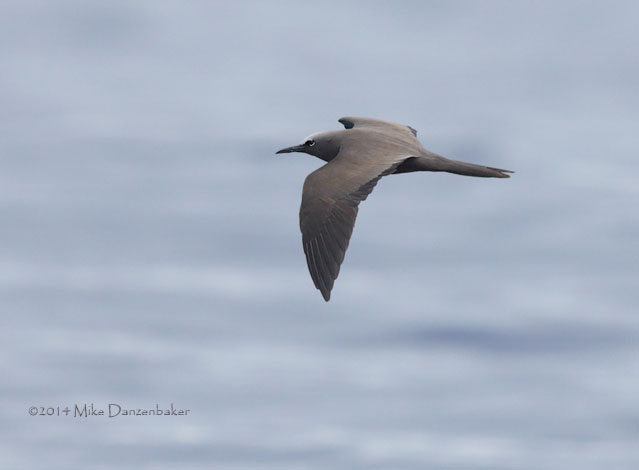 Brown Noddy (Anous stolidus) photo image