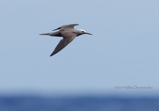 Lesser Noddy (Anous tenuirostris) photo image