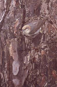 Brown-headed Nuthatch (Sitta pusilla) photo image