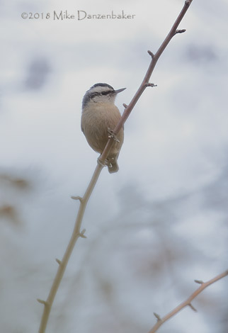 Chinese Nuthatch (Sitta villosa) photo image