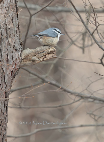 Eurasian Nuthatch (Sitta europaea) photo