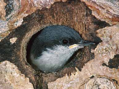 Pygmy Nuthatch (Sitta pygmaea) photo image