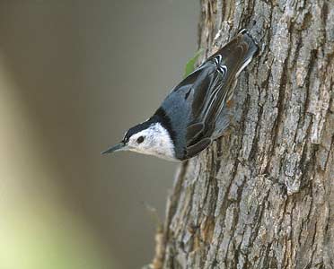 White-breasted Nuthatch (Sitta carolinensis) photo image