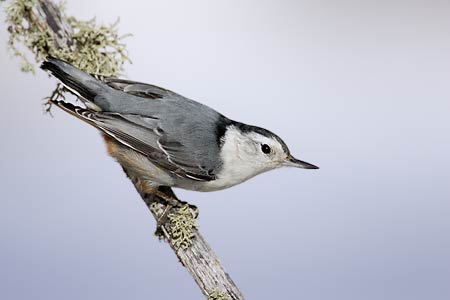 White-breasted Nuthatch (Sitta carolinensis) photo image