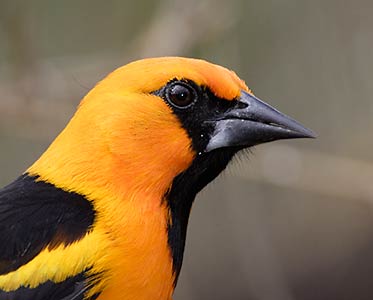 Altamira Oriole (Icterus gularis) photo image