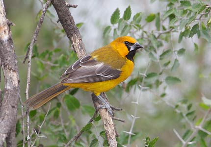 Altamira Oriole (Icterus gularis) photo image