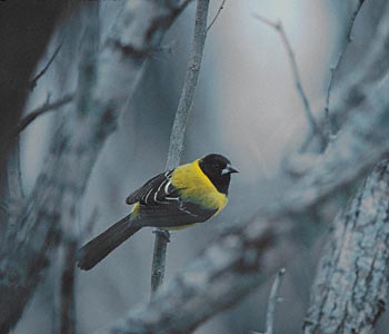 Audubon's Oriole (Icterus graduacauda) photo image