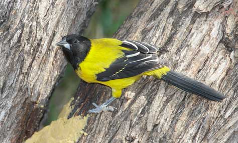 Audubon's Oriole (Icterus graduacauda) photo image