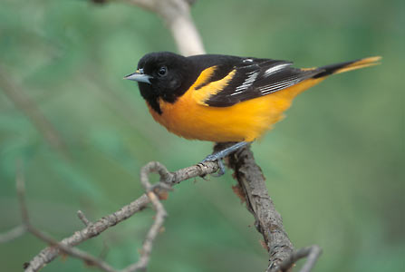 Baltimore Oriole (Icterus galbula) photo image
