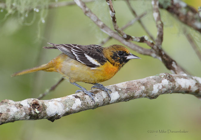 Baltimore Oriole (Icterus galbula) photo
