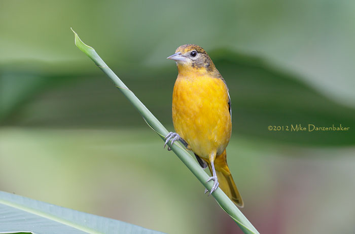 Baltimore Oriole (Icterus galbula) photo