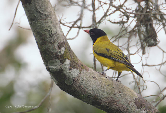 Black-winged Oriole (Oriolus nigripennis) photo image