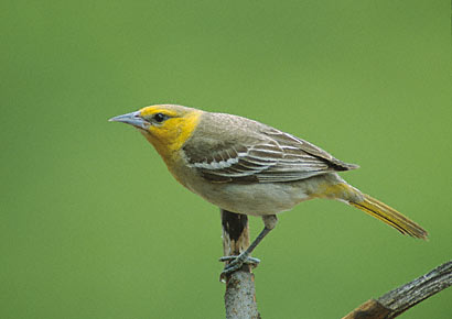 Bullock's Oriole (Icterus bullockii) photo image
