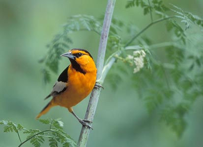 Bullock's Oriole (Icterus bullockii) photo