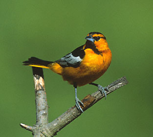 Bullock's Oriole (Icterus bullockii) photo image