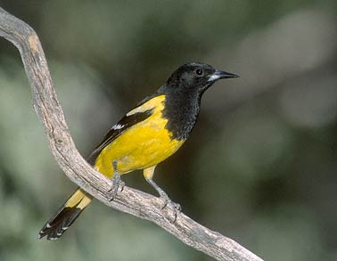 Scott's Oriole (Icterus parisorum) photo image