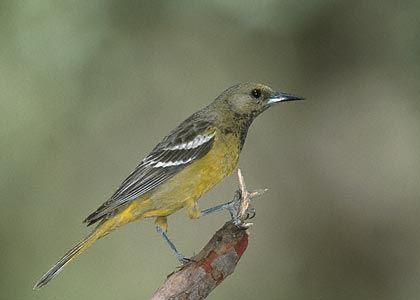 Scott's Oriole (icterus Parisorum) Photo Image