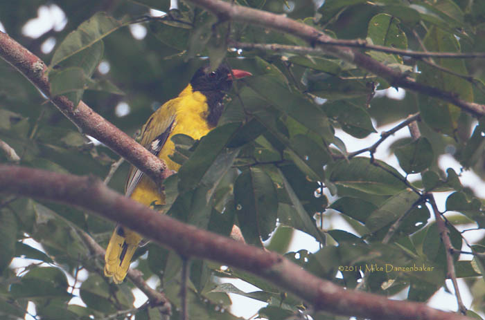 Western Oriole (Oriolus brachyrynchus) photo image