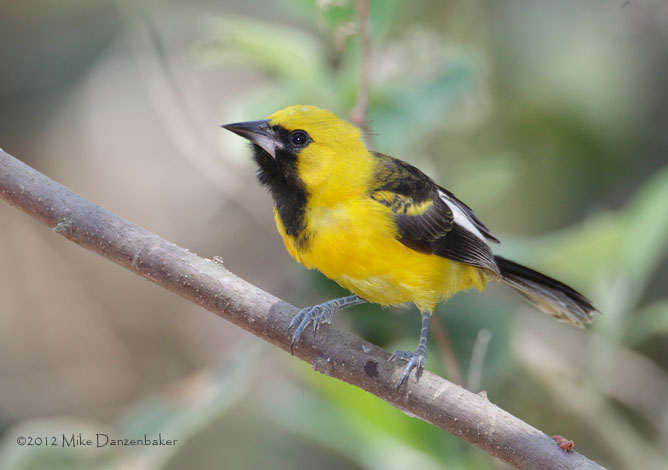 White-edged Oriole (Icterus graceannae) photo