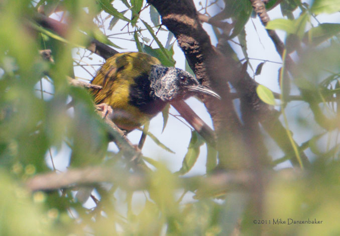 Oriole Warbler (Hypergerus atriceps) photo image