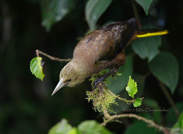 Russet-backed Oropendola (Psarocolius angustifrons) photo