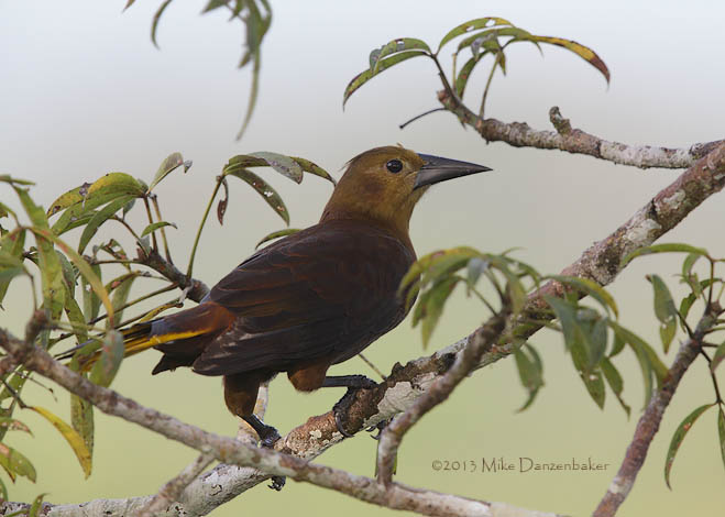 Russet-backed Oropendola (Psarocolius angustifrons) photo