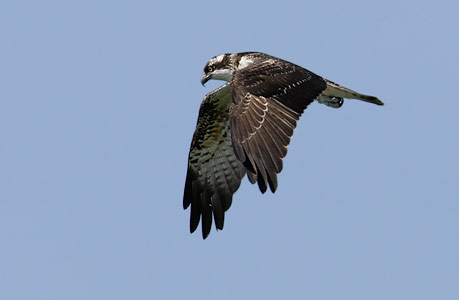 Western Osprey (Pandion haliaetus) photo image