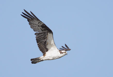Western Osprey (Pandion haliaetus) photo image
