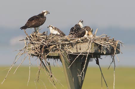 Western Osprey (Pandion haliaetus) photo image
